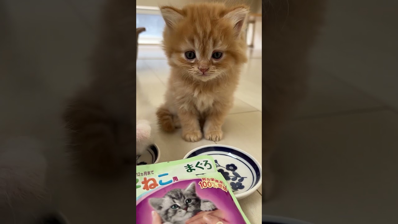 #可愛すぎる　#ミヌエット　#マンチカン