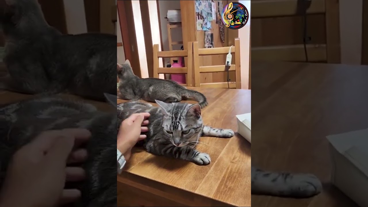 Adorable Cat II Funny Cat Videos II Cat Lovers II Cuddle Cat Moments II Cute Cats II Japan II