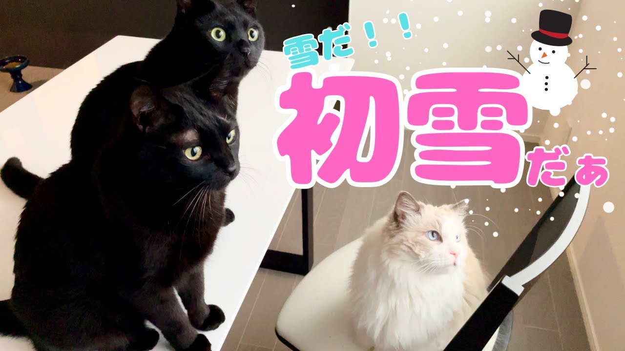 【ラグドールと黒猫の3兄弟】今年初の雪！きれいだにゃぁ…【Three brothers: a Ragdoll and tow black cats】