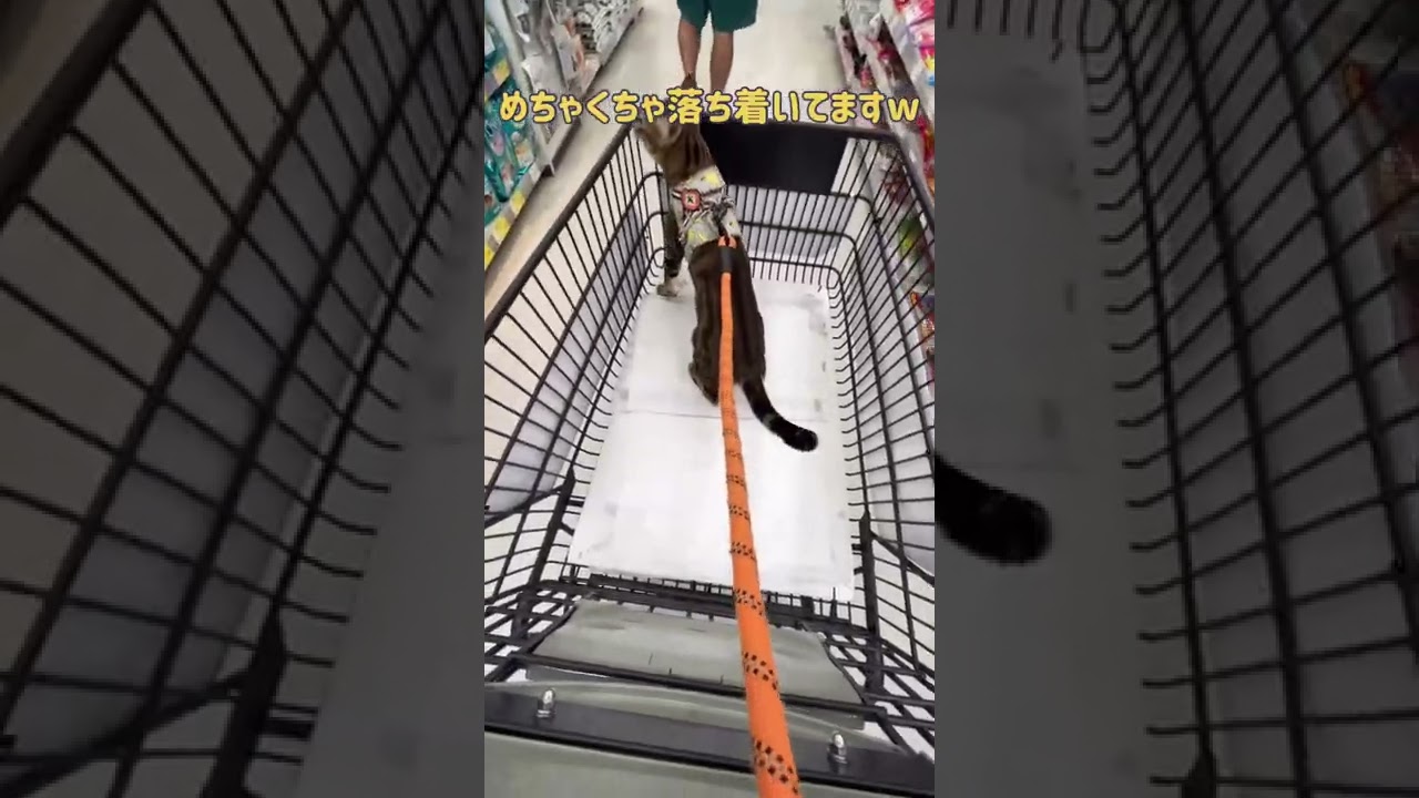 【ベンガル×シンガプーラ】ホームセンターでオヤツをねだる猫【＃shorts】
