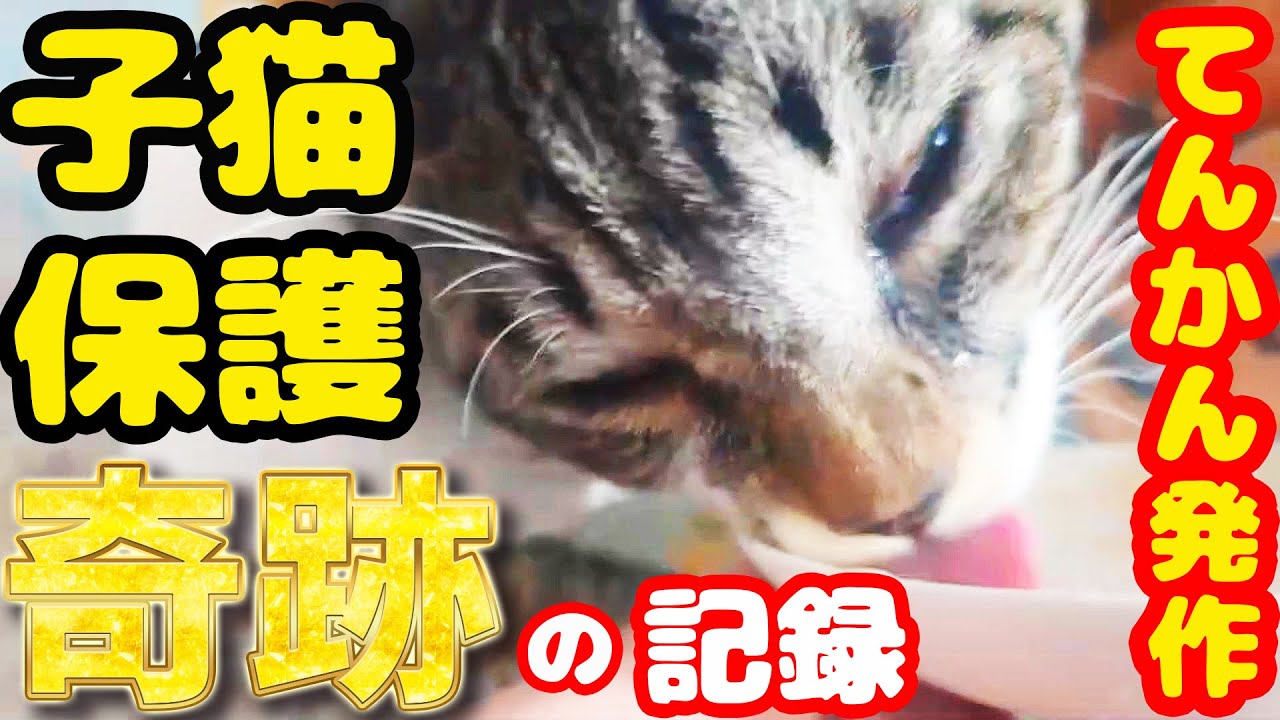 【子猫 保護 MRI検査】奇跡起きた！ 子猫に全身麻酔 生きて戻ってと祈りが届いた！