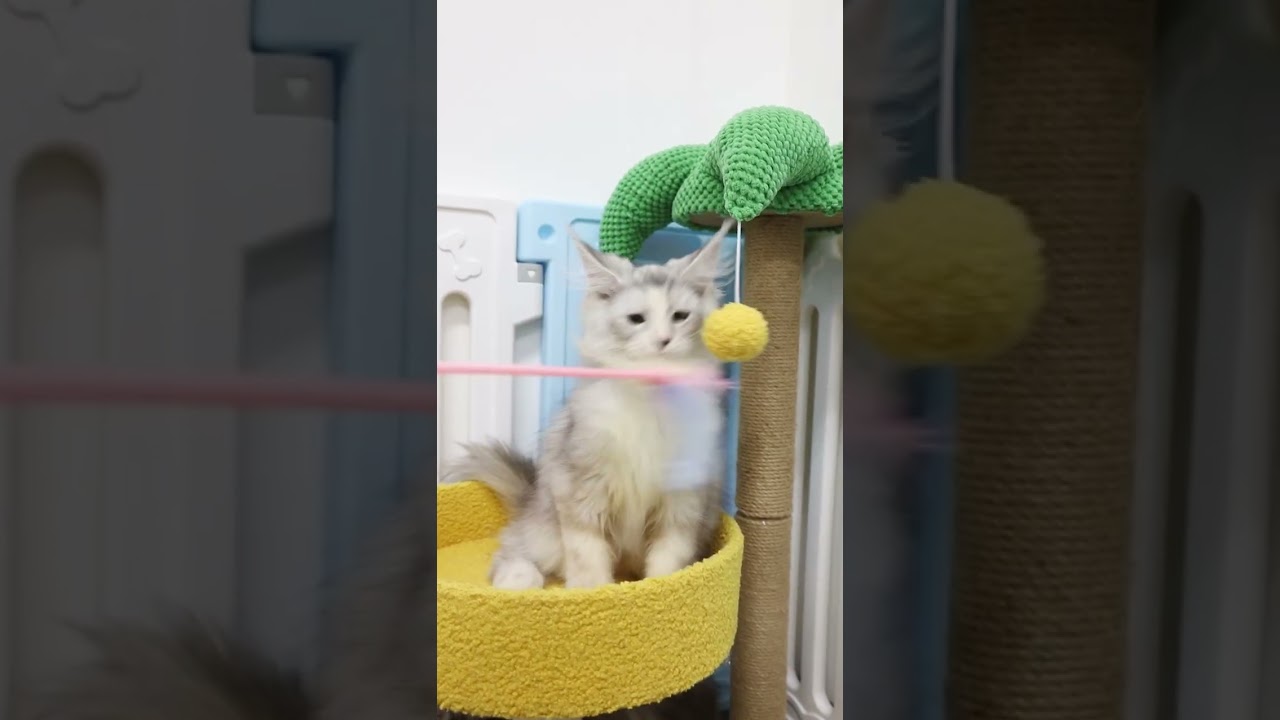 メインクーン 両親外産🇷🇺高級な毛色・立体な顔・父親TOP賞