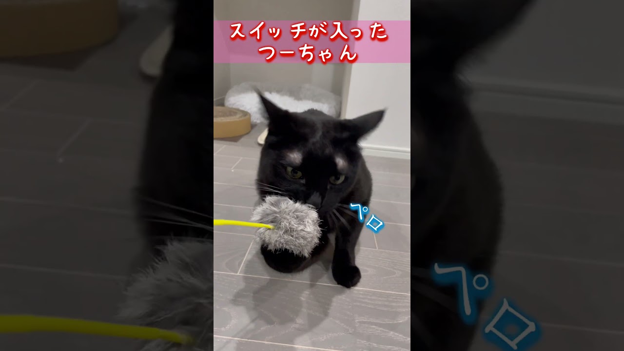 スイッチON！  #猫 #cat #黒猫 #猫のいる暮らし