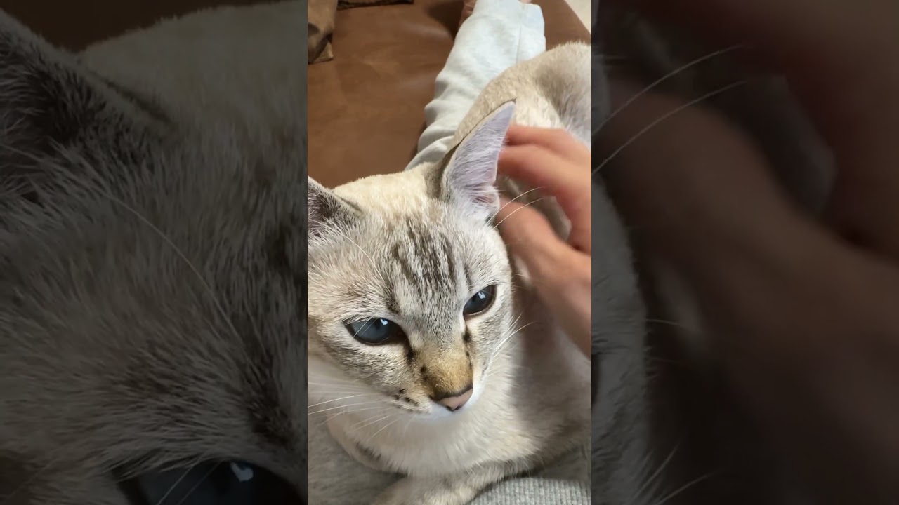 今日も綺麗だね！　#元保護猫　#シャムトラ　#シャムミックス　#cat #猫耳 #kitten #シャムmix  #子猫 #猫耳