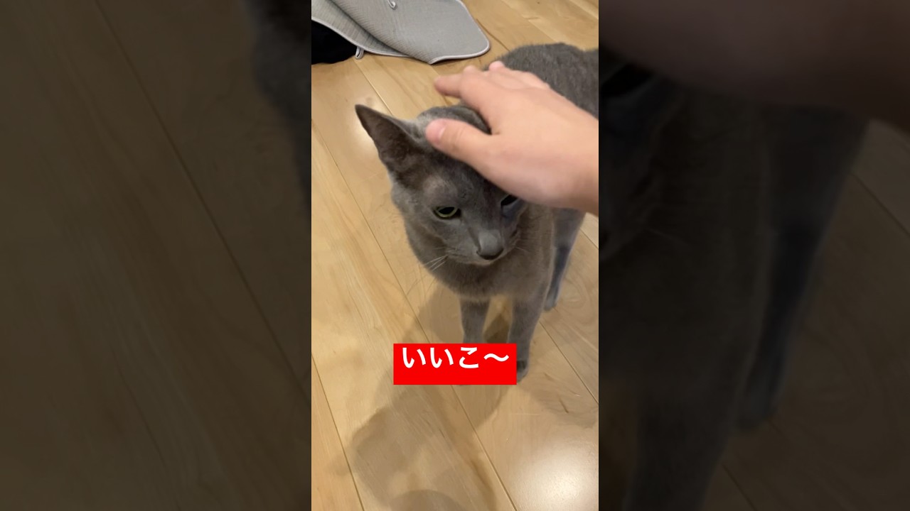 いいこいいこにゃんころ#ロシアンブルー #猫