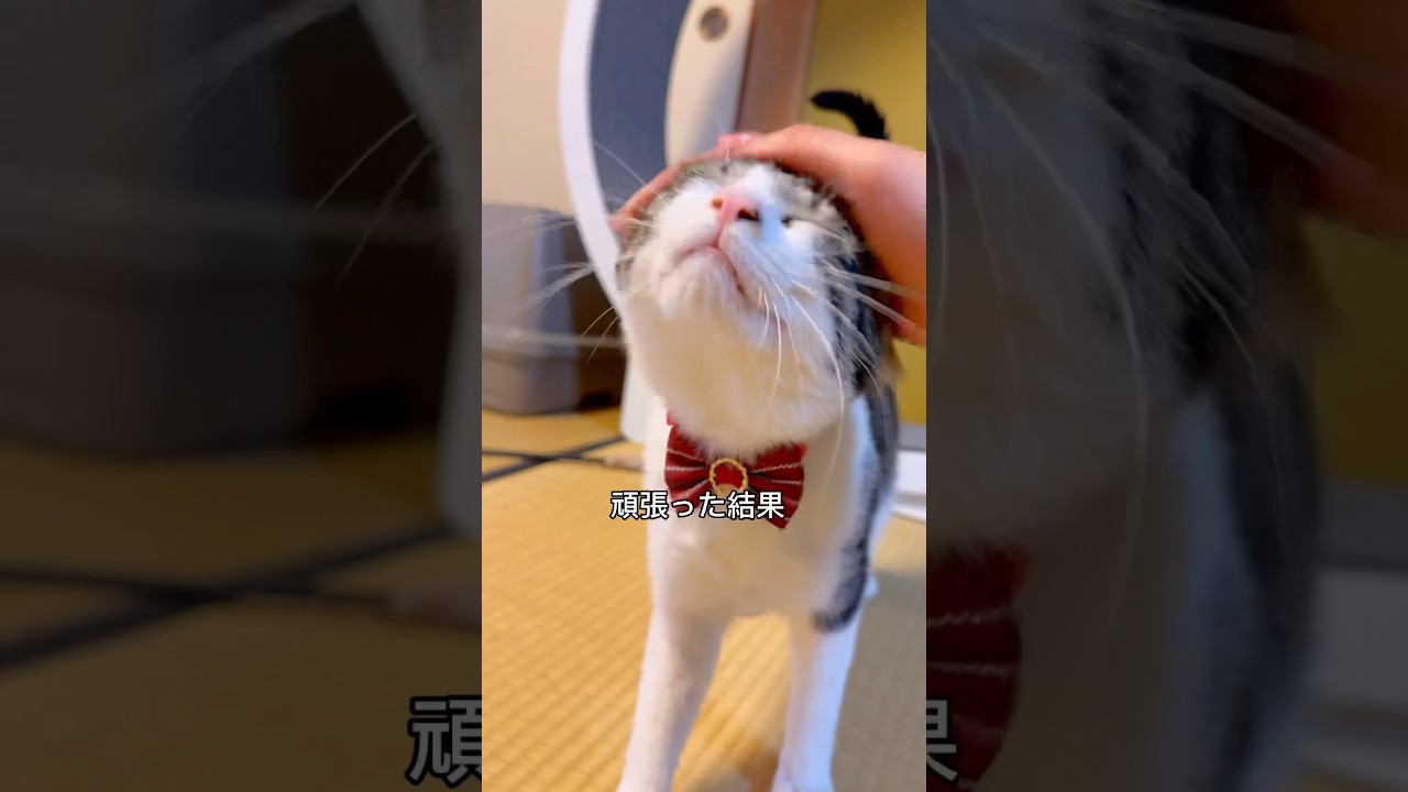 小さい子供みたいな猫が鈍臭くて可愛い…wwww
