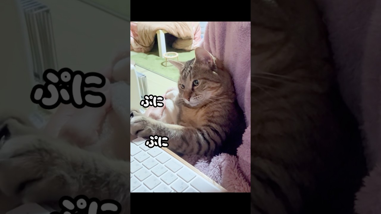 【まるで人間】マウスパッドの気持ち良さに気付いた元野良猫が…笑 #野良猫 #かわいい #猫ッチョファミリー
