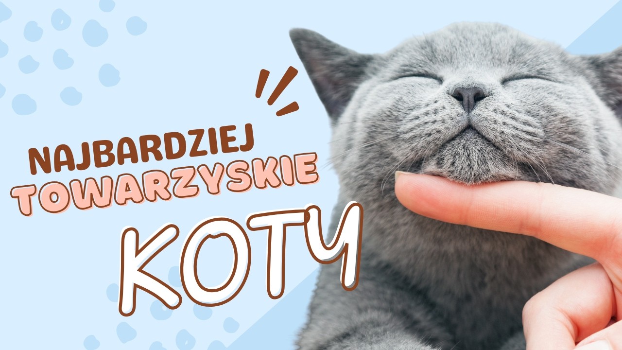 6 najbardziej towarzyskich ras kotów