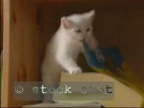 Manx cat & kitten
