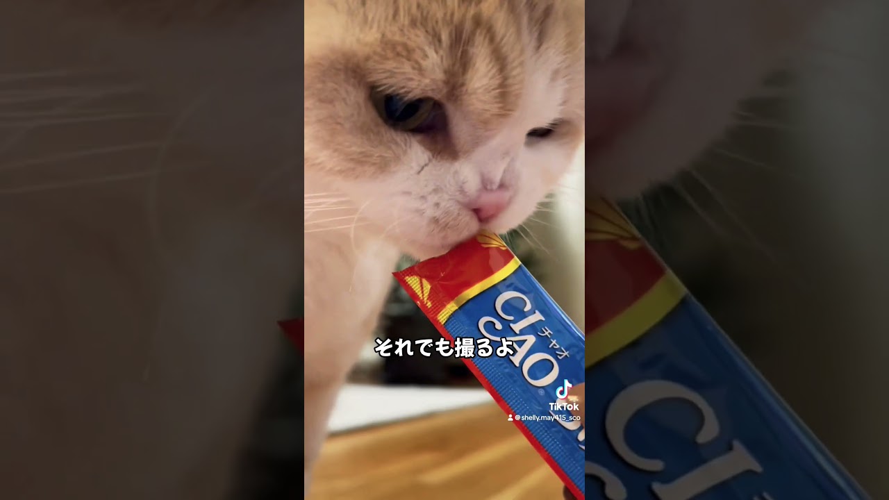 クリスマスディナー#猫のいる暮らし #スコティッシュフォールド