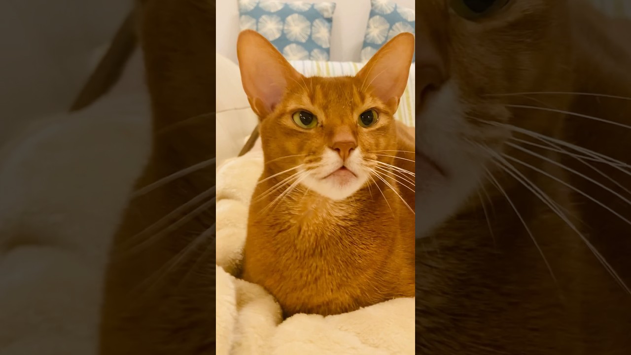 ぬくぬくが一番#猫#こころ#いぶりん#アビシニアン#レッド#フォーン#cat#abyssinian#red#fawn