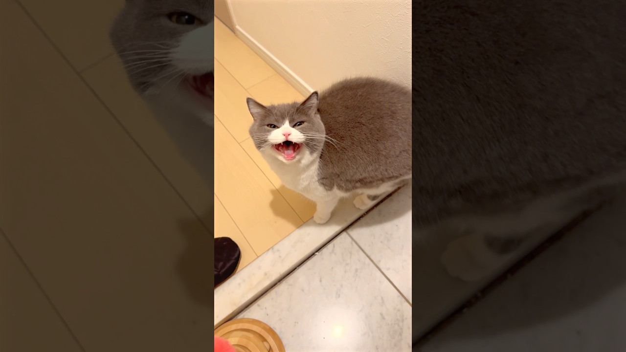 #お出迎え猫 #猫のお出迎え #shotrs #猫 #cat #ブリテッシュショートヘアー #猫のいる暮らし #ねこ