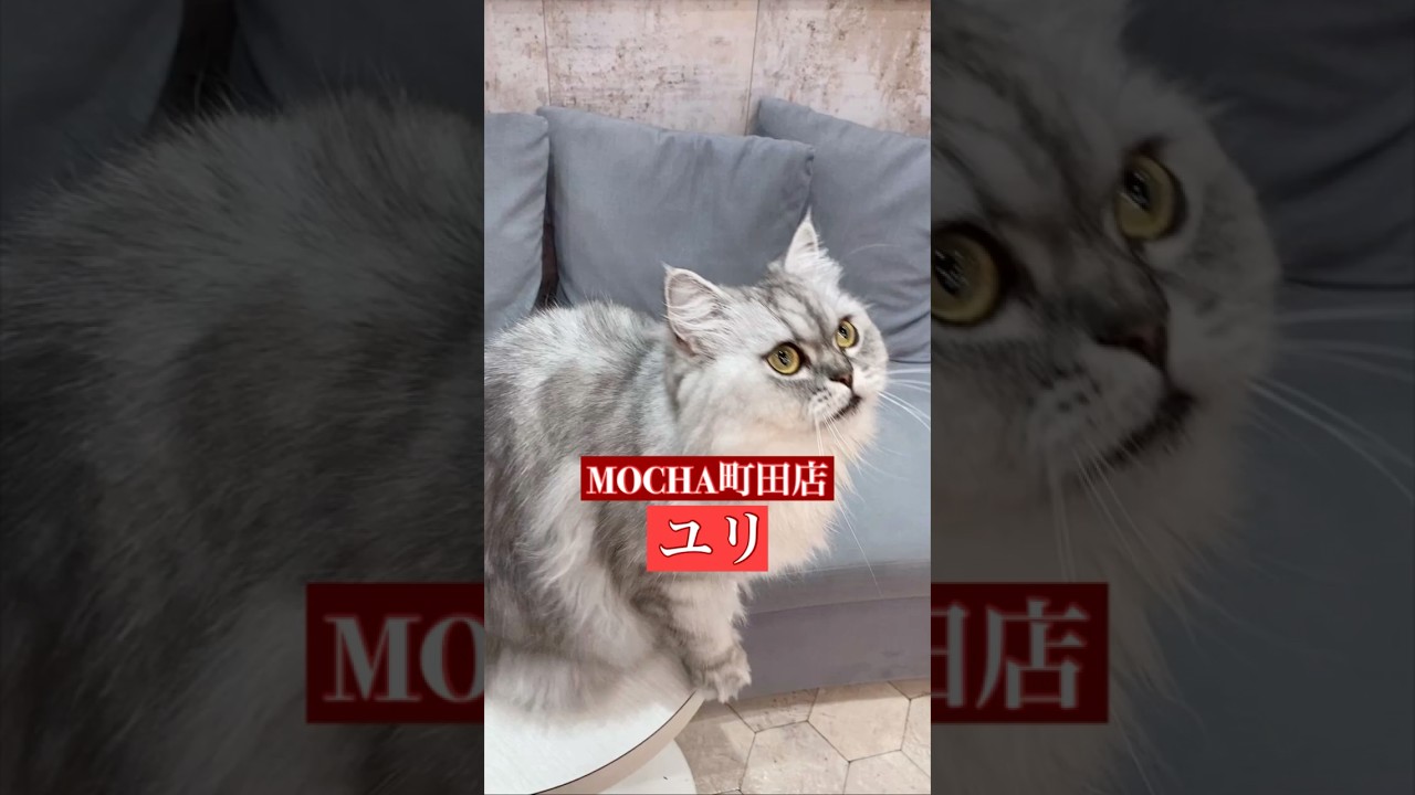 🐱ユリ🐱　(ラガマフィン♀)　猫カフェMOCHA町田店　2024/11/26 撮影分　　#日替わり猫カフェにゃんこ　#shorts