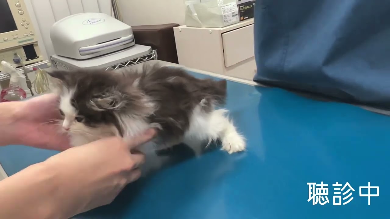 【ナナハチ’s ROOM】子猫は病院が怖い😱らしいけど...神メソッド☆サイベリアン☆