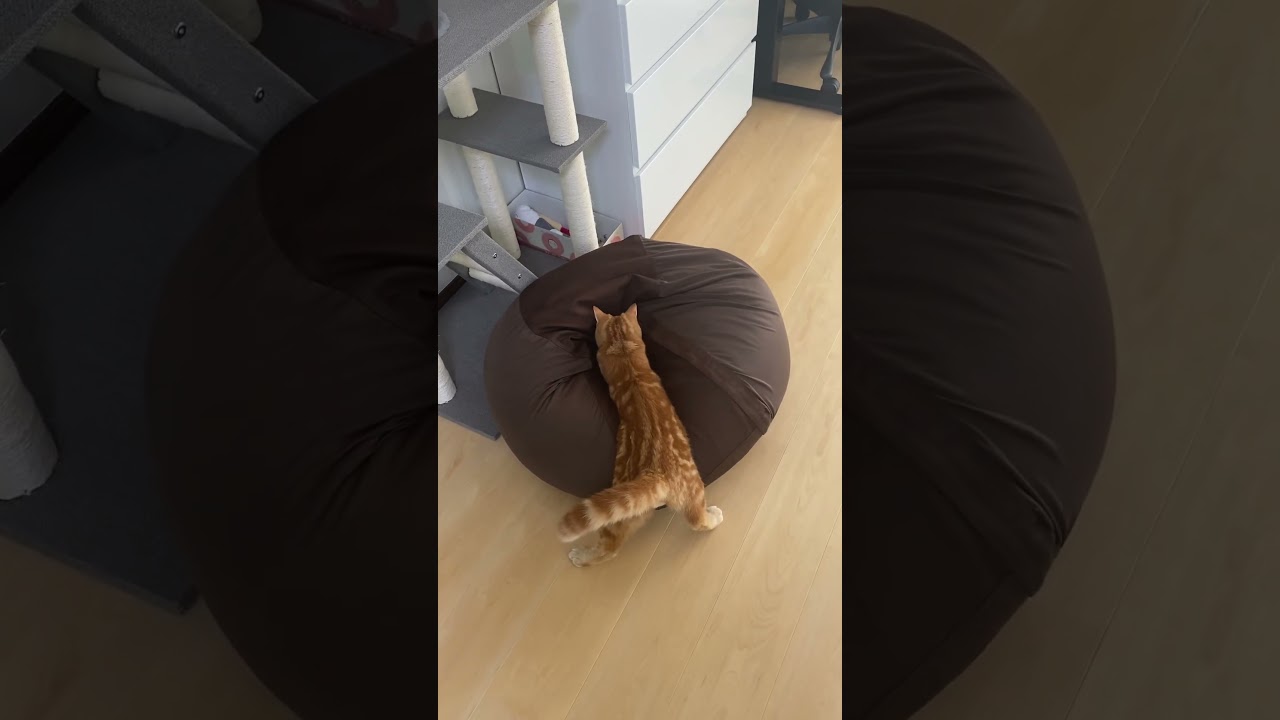 クッションダーイブ😼 #cat #munchkin #ねこ #マンチカン