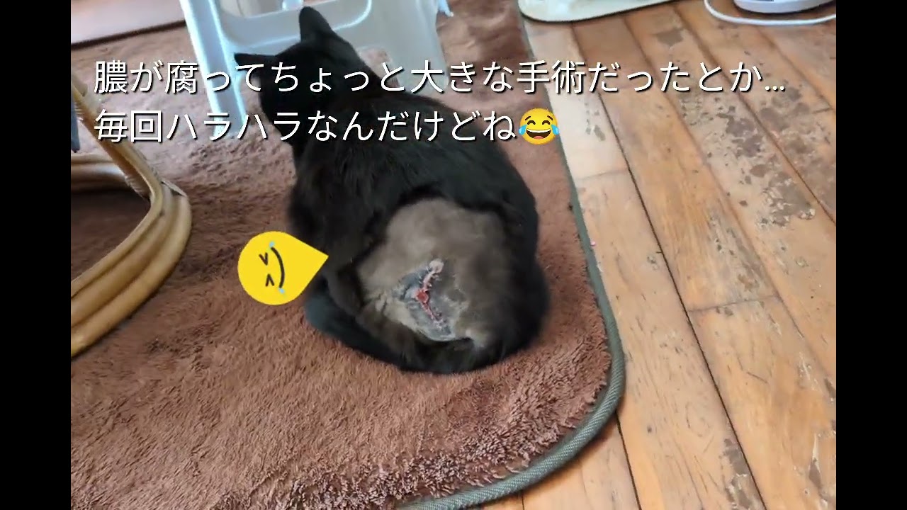 テリトリー争いで負傷の保護黒猫レン🐈‍⬛負傷した傷口が悪化し多量の膿が出てきて…再来院でした〰️