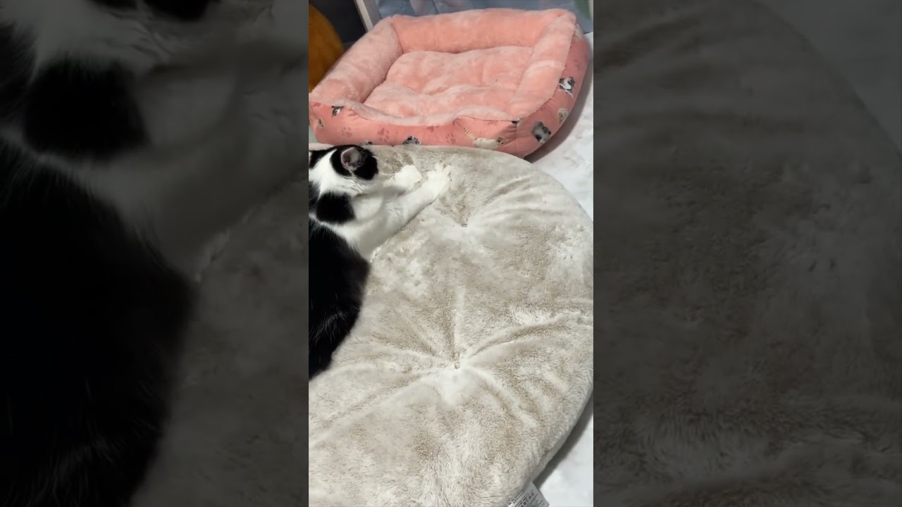 【もみもみ】#むぎほ #ひーくん #子猫 #保護猫