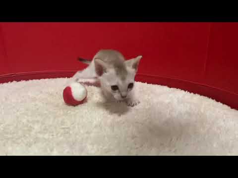 シンガプーラの女の子赤ちゃん☆＜2021/6/7産まれ＞