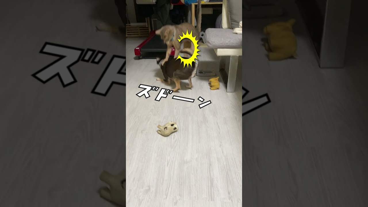 ジャンピング 猫パンチ #shorts #チワワ #アビシニアン #犬と猫