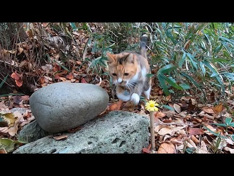 兄猫が見守る裏山を爆走する双子の妹猫