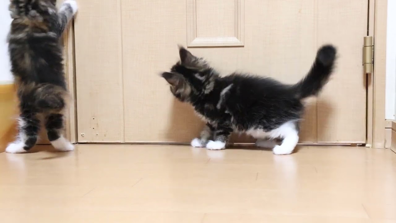 愛くるしいメインクーン子猫あざみちゃん