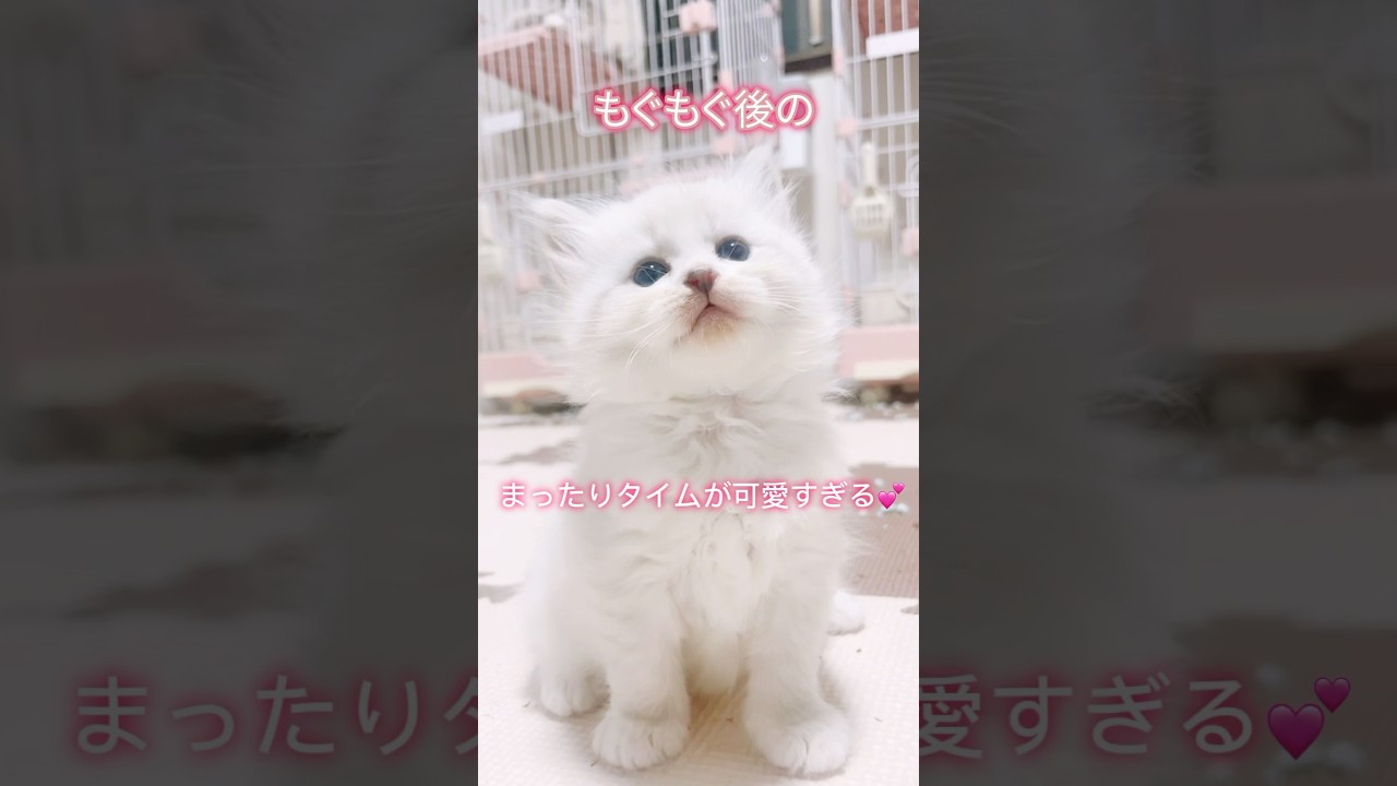 お腹いっぱいでぽけーっとする子猫が可愛すぎる💖 #癒し動画 #猫