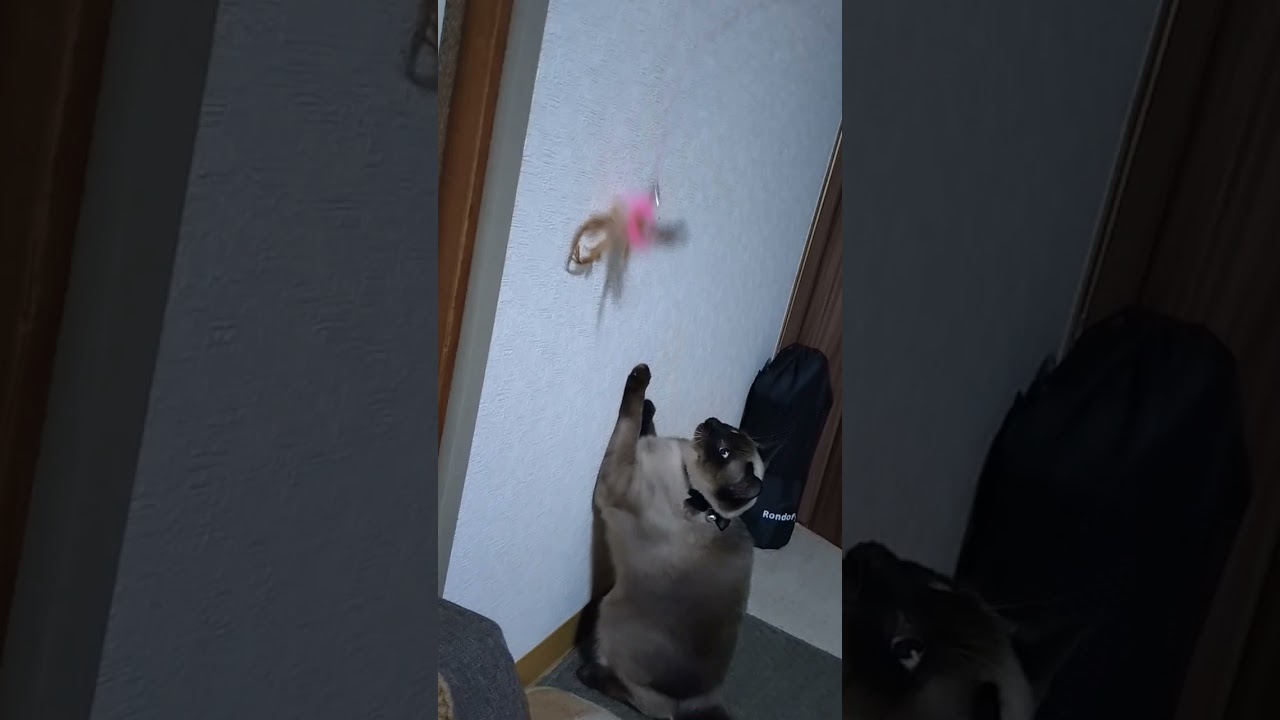 ちょこ12/25メリークリスマス😸#シャム猫 #たぬき猫