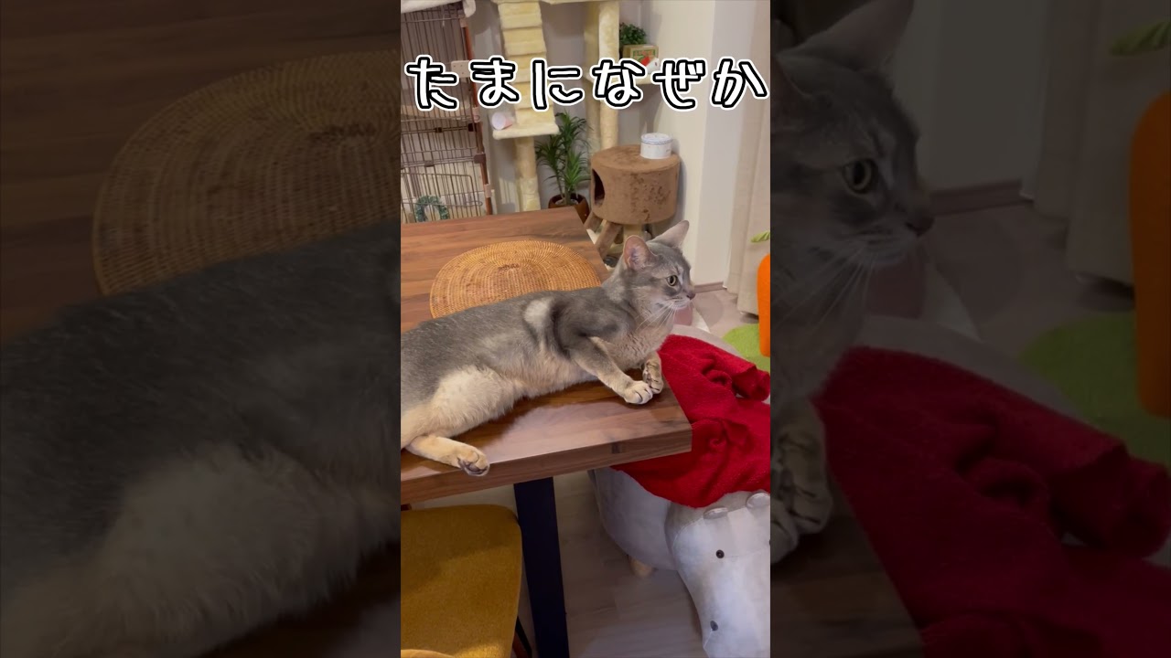 アビシニアンとは その30 #shorts #猫 #アビシニアン