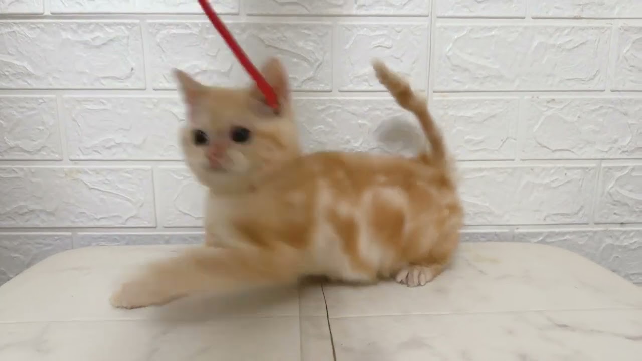 スコティッシュフォールド ◆立ち耳◆グルグル喉を鳴らして甘えん坊な男の子