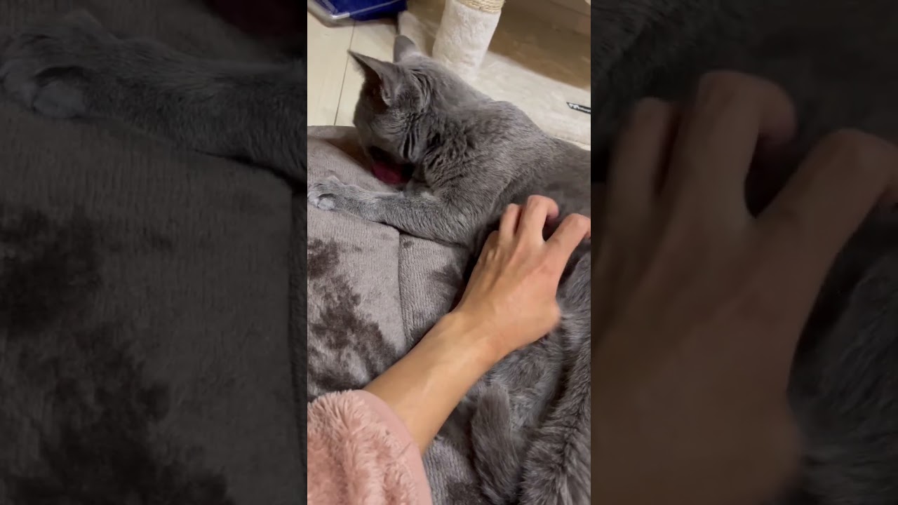 グルーミングしてくれる🐈‍⬛