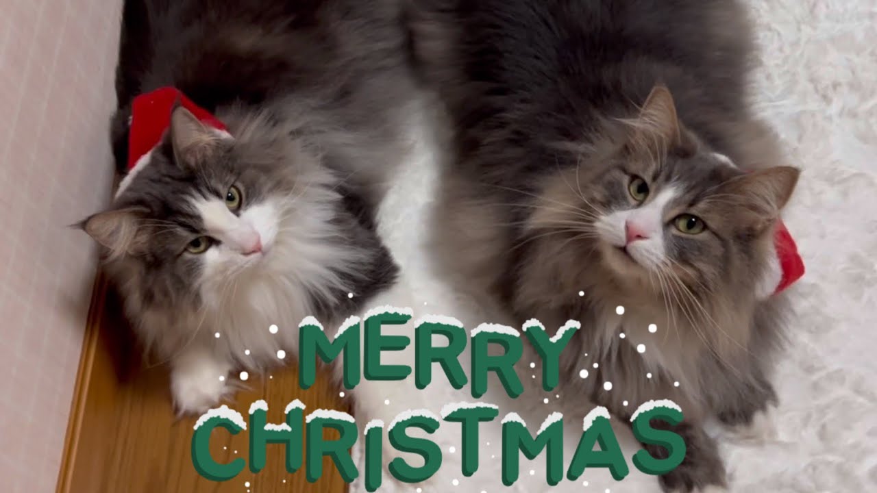 【メリクリ🎅】もふ猫たちとクリスマスパーティー🎄ノルウェージャンフォレストキャットとターキッシュアンゴラ