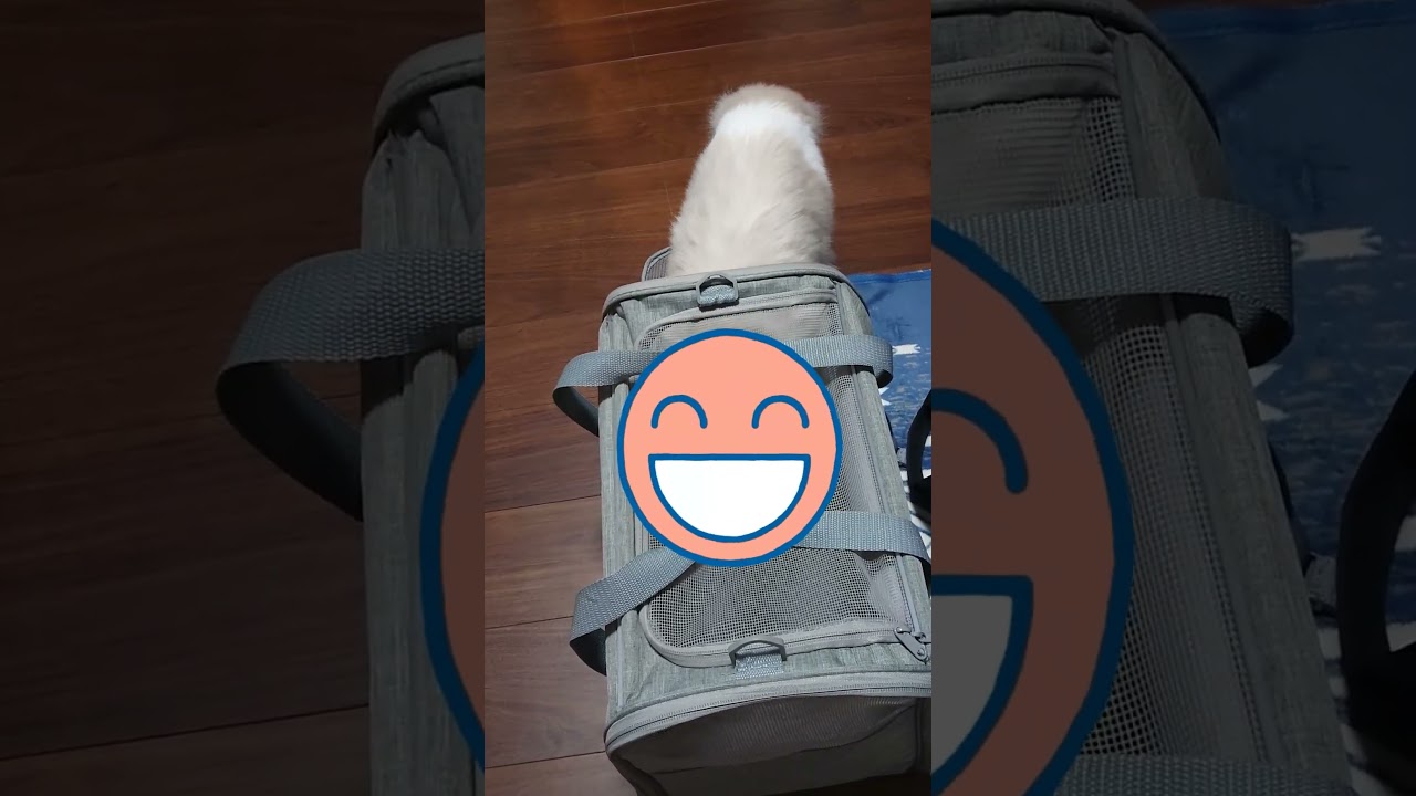 猫をキャリーに入れる方法 #cat #しめじダンス  #shorts  #猫のいる暮らし