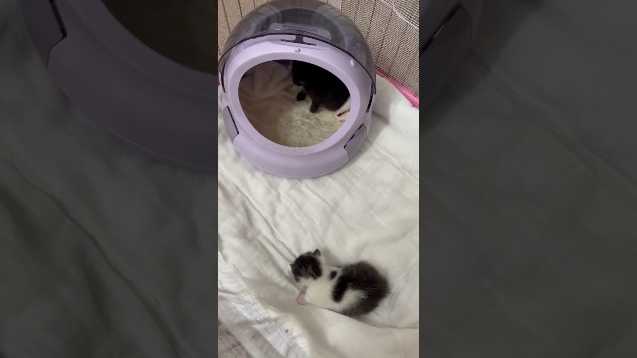 #shorts   #short   #shortvideo      #ねこ   #CAT   #こねこ   #子猫　　　　#活動に共感できたら登録を           #保護猫    #保護犬