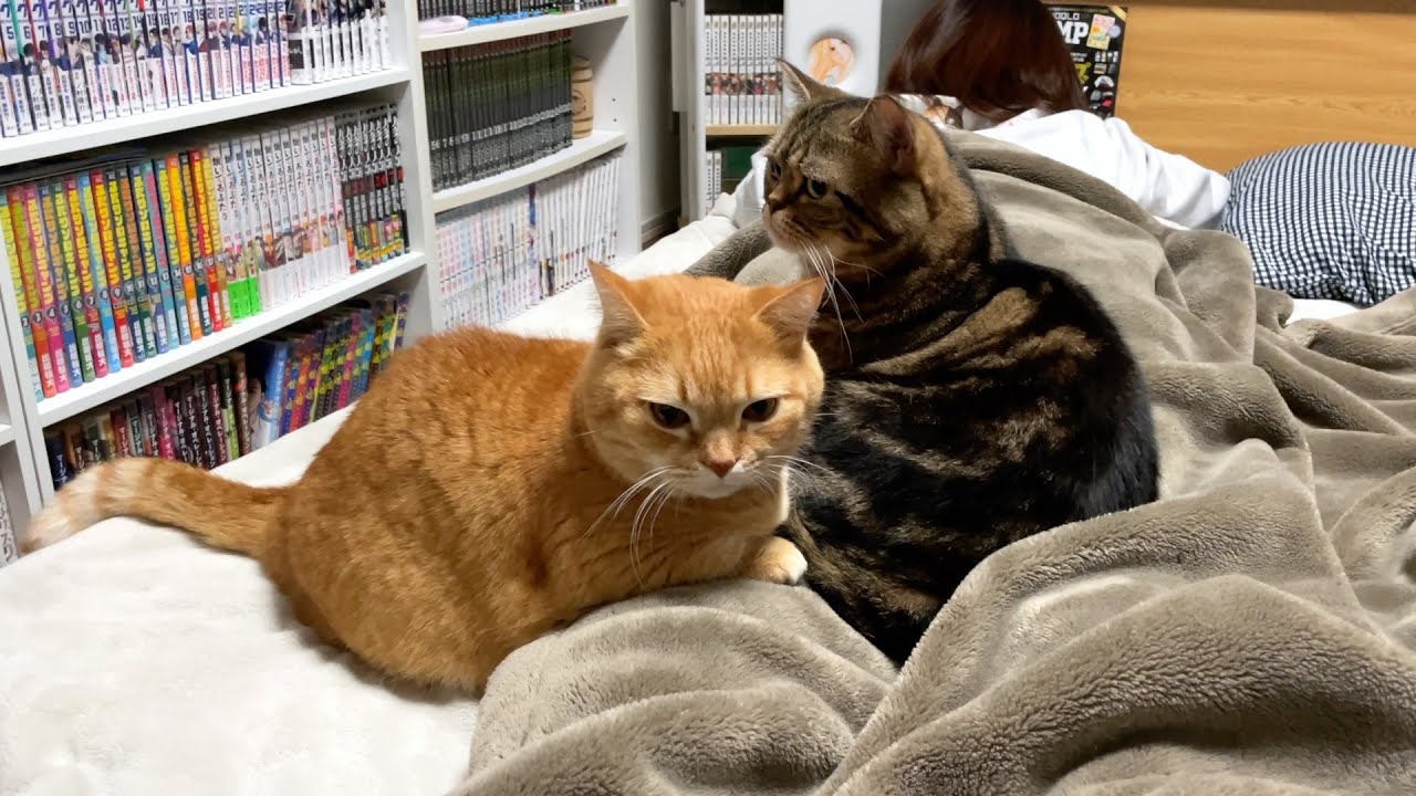 ママの尻ベッドが愛猫に大人気です
