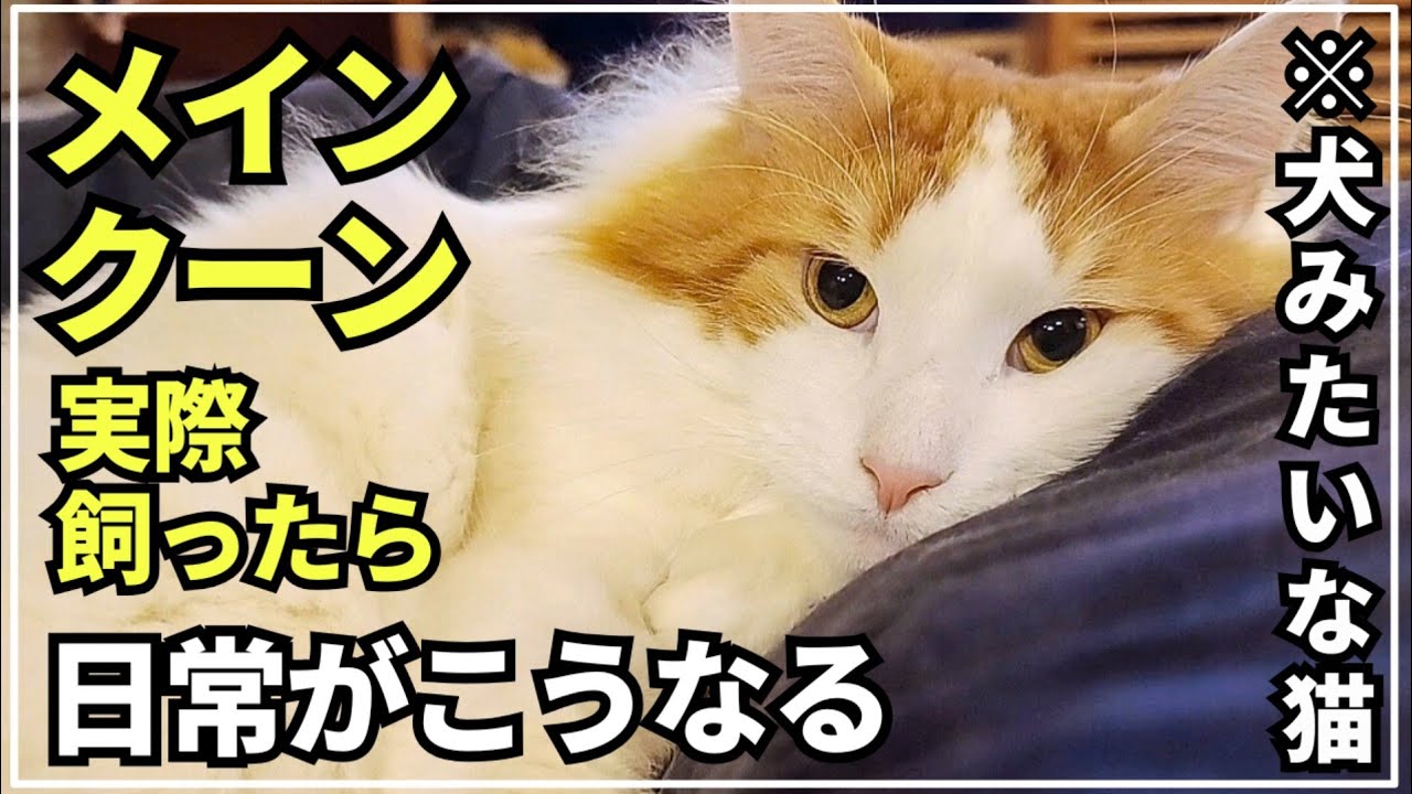 メインクーンと暮らす家族の日常。ツンデレ猫が人恋しくなった日がありました。猫なのに。