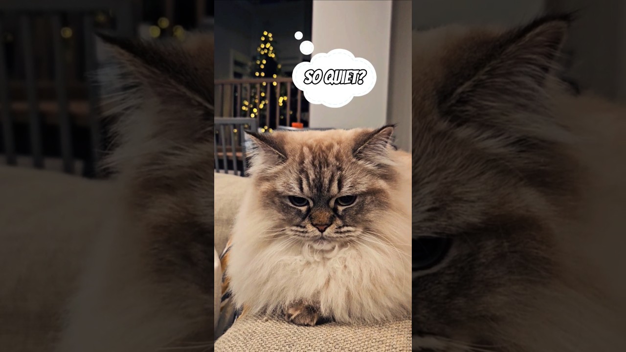 Why are you so quiet? 🤫😶 #cat #catlover #petlovers #pets #petloverscommunity