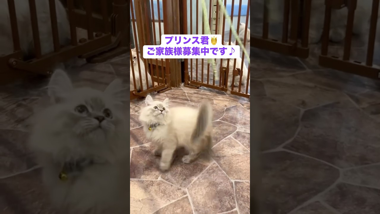 王子様😻世界チャンピオン血統の#サイベリアン の#子猫 プリンス君💎父は最高タイトル！スープリーム・グランドチャンピオンのカイル君。母はロシア出身ヒラリーちゃん😻ご家族募集中#ペットショップ