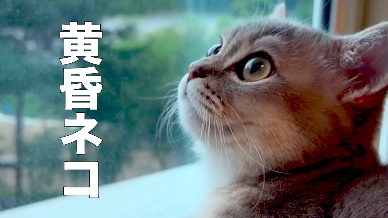 黄昏ながら啓発するネコ【アフレコ】