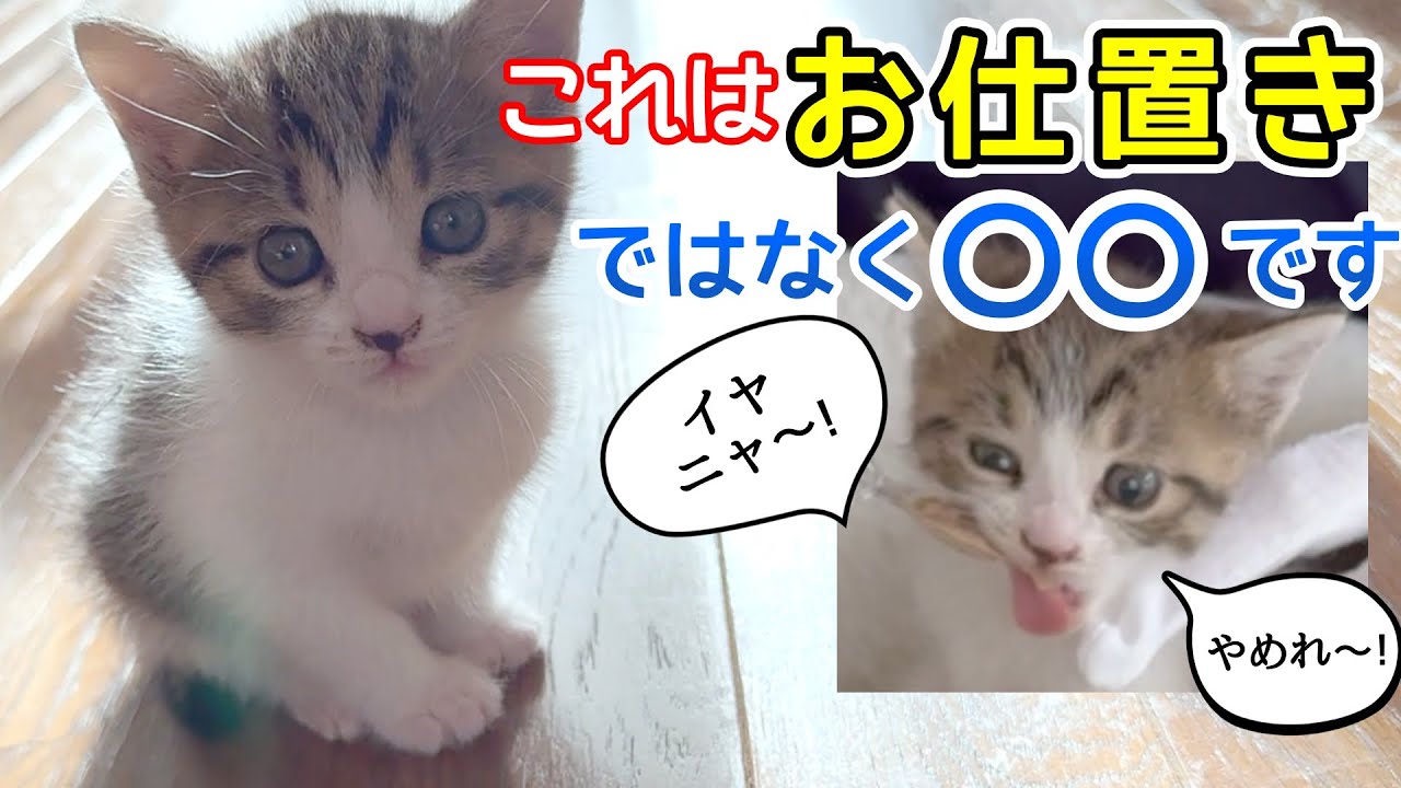 1ヶ月半になった保護子猫 これはお仕置きではなく〇〇です