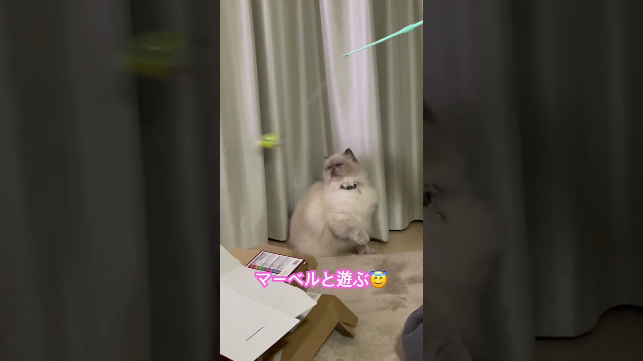 JUMP!!!したよ！ヒマラヤンのマーベル🐈🐾 #shorts #cat #ねこのいる暮らし #猫好きさんと繋がりたい #ねこと暮らす #猫のいる暮らし