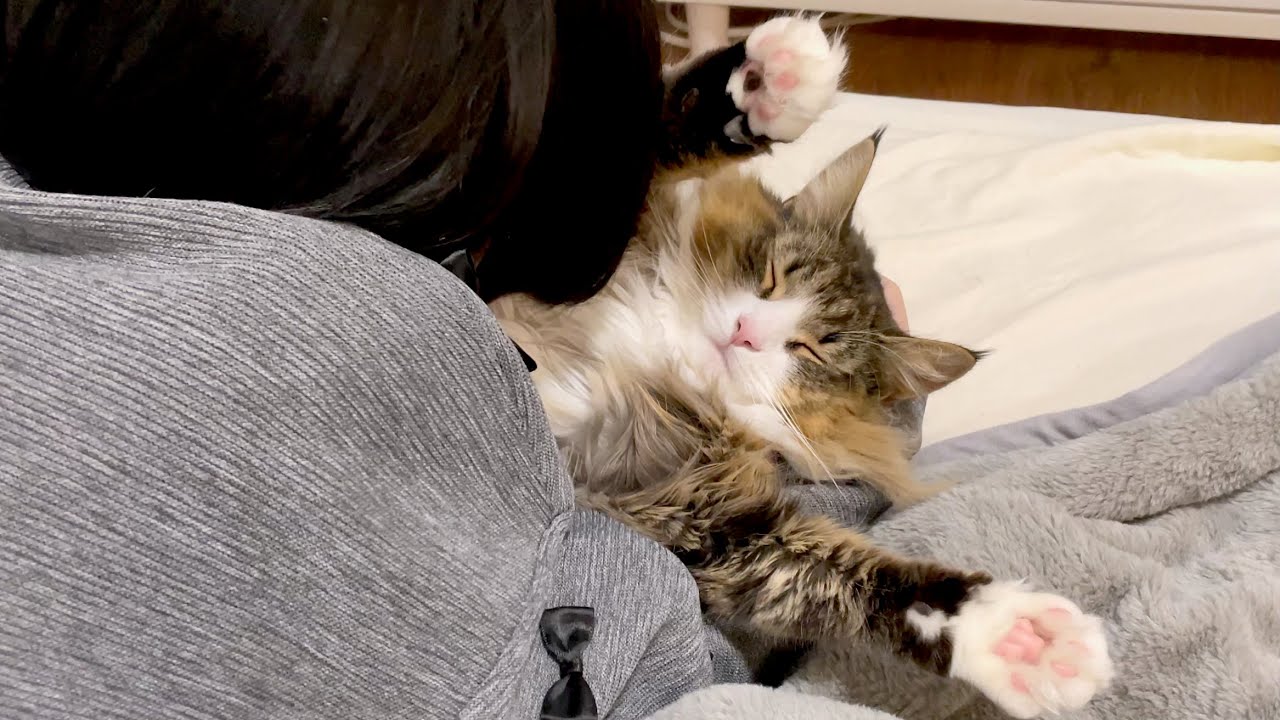 北欧猫がお客さんにも超ド級の甘えんぼ発動！？飼い主大嫉妬の状況がこちらです…