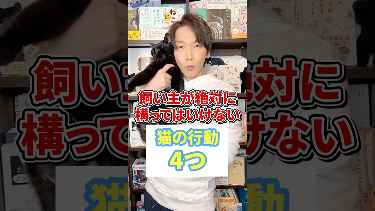 飼い主が絶対に構ってはいけない猫の行動４つ #猫 #猫のいる生活 #ねこ