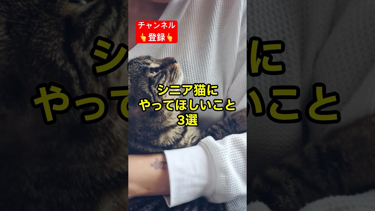 絶対知っておいて⚠️老猫にやってほしいこと #shorts #雑学 #豆知識 #猫 #猫好き #cat #猫動画
