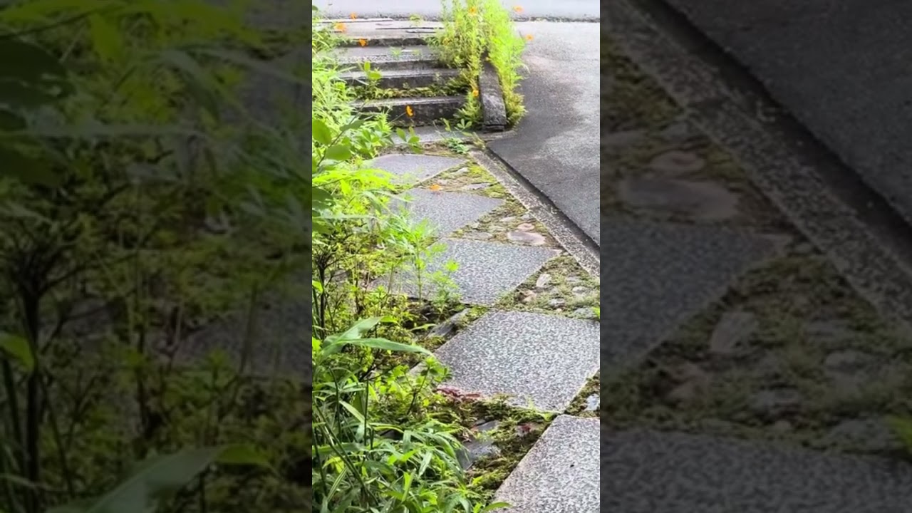 鳴き声が聞こえ来た気がするおばあちゃん…  #cat ＃保護猫＃風の猫＃さっちゃん