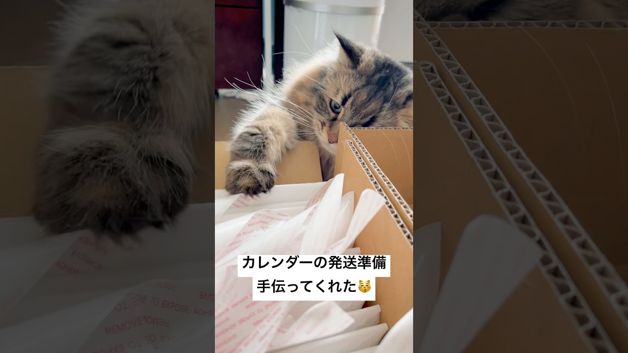猫の手をかりた #猫 #サイベリアン #ヤマネコ