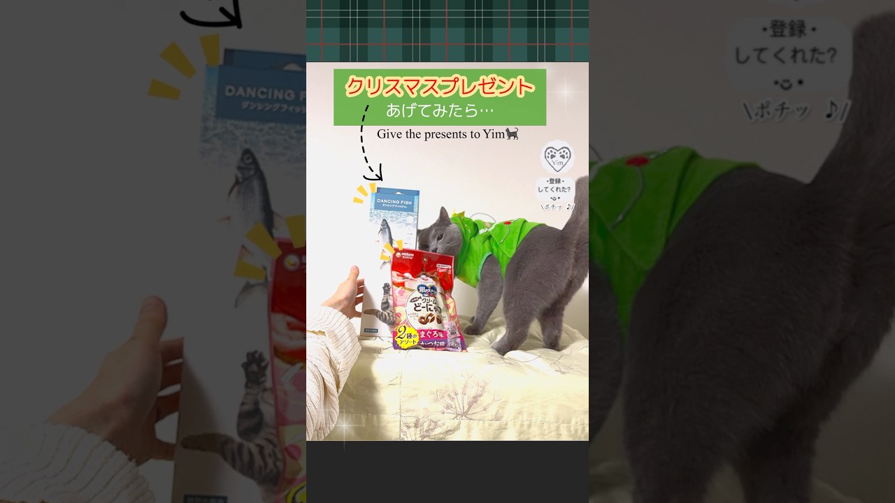【 猫 にプレゼント🎁🎄】あげてみた結果…(￣∀￣) Give the presents to cat#猫 #cat #シャルトリュー #chartreux #竹内まりや #すてきなホリデイ