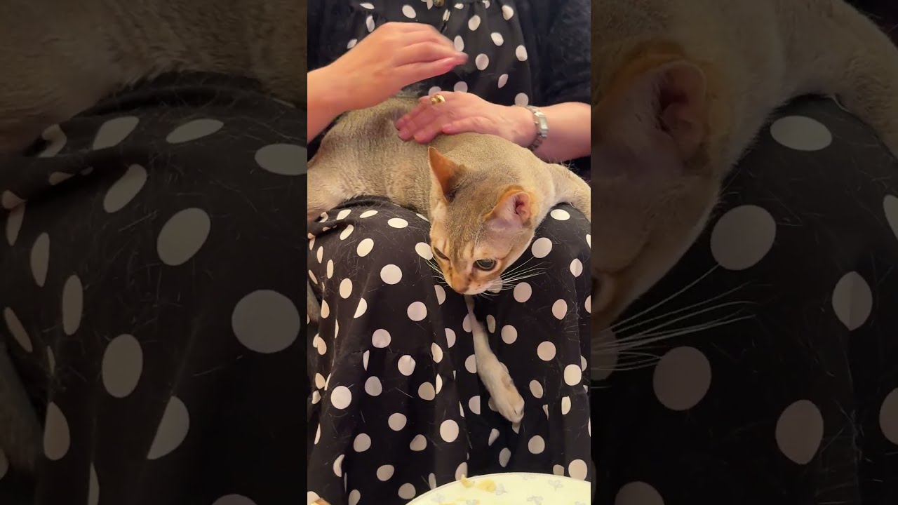 お客様になでられまくっているシンガプーラなのにゃ♪#cat #シンガプーラ#singapura