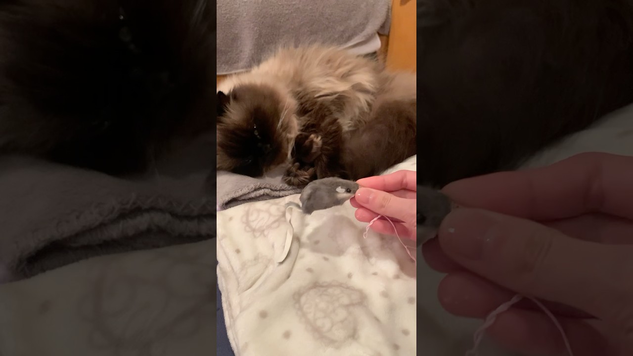 僕眠たい〜#shorts #ヒマラヤン #猫のいる暮らし #ヒマラヤン猫