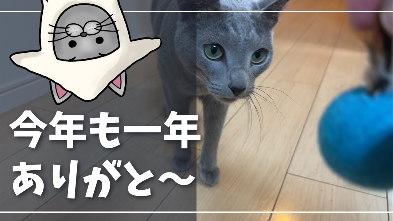 やっぱ〆はまたたびw【ロシアンブルー】猫