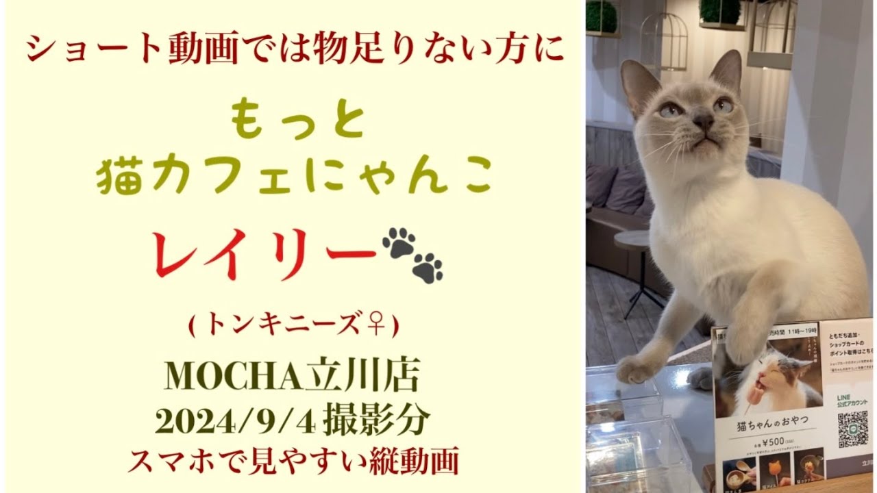 【完全版】　🐱レイリー🐱　(トンキニーズ♂)　猫カフェMOCHA立川店　2024/9/4 撮影分　　#日替わり猫カフェにゃんこ